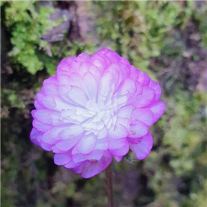 Hepatica japonica Anjyu