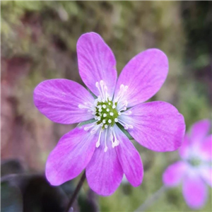 Hepatica japonica Gyousei