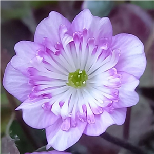 Hepatica japonica Karaokero