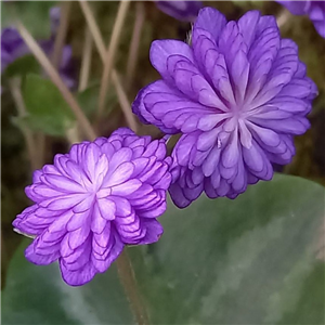 Hepatica japonica Kyoshig