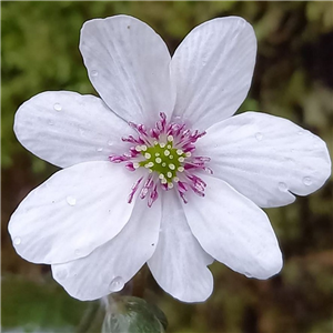 Hepatica japonica Magna White Form