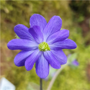 Hepatica japonica Millstream Merlin