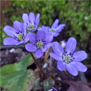 Hepatica japonica Pale Blue