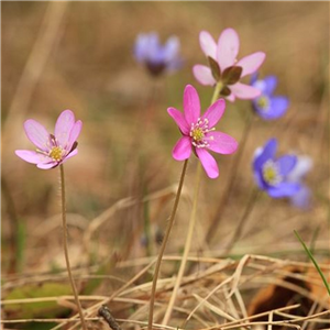 Hepatica nobilis Pygmy Group