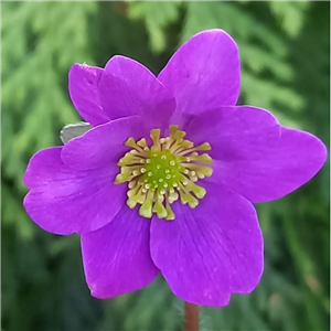 Hepatica japonica Ryukogetu