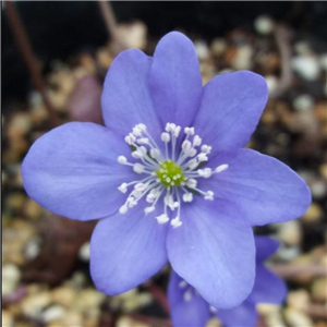 Hepatica nobilis