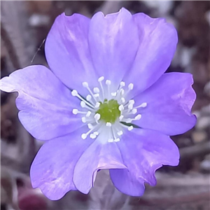 Hepatica x schlyteri pale blue form