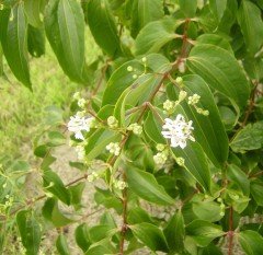 Heptacodium miconioides