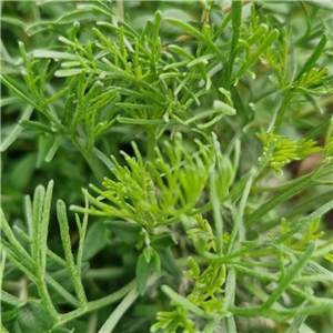 Herb Artemisia pontica (Roman Wormwood)