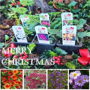 Christmas Cottage Garden Collection 3 plants