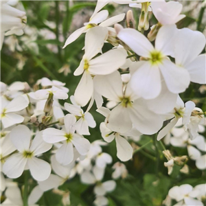 Hesperis matronalis Alba