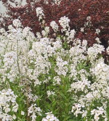 Hesperis matronalis Alba