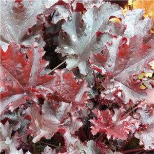 Heuchera Black Beauty