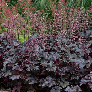 Heuchera Black Taffeta