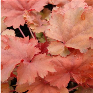 Heuchera Cherry Cola