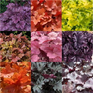 Heuchera collection 5 x 2l