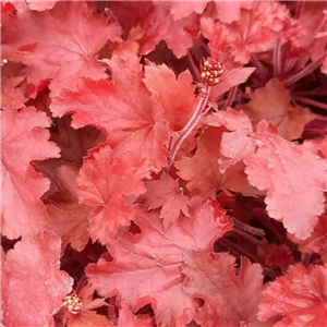 Heuchera Fire Chief