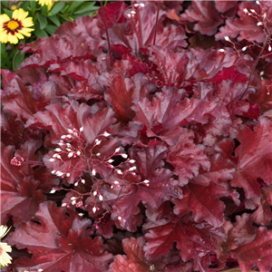 Heuchera Forever Red