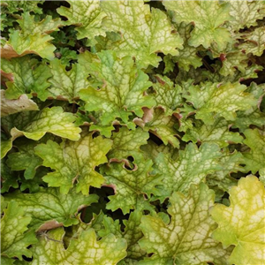 Heuchera Ginger Ale