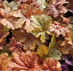 Heucherella Hopscotch