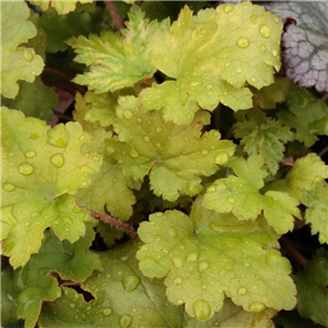 Heuchera Marmalade