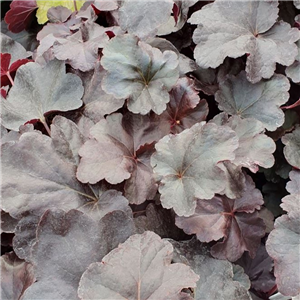 Heuchera Obsidian