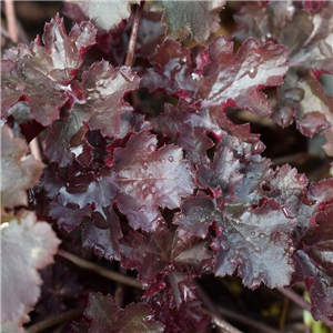 Heuchera Palace Purple