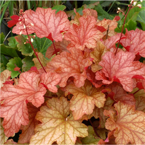 Heuchera Paprika