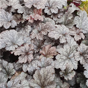 Heuchera Plum Pudding