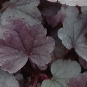 Heuchera Silver Gumdrop