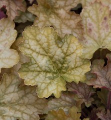 Heuchera Soda Ginger Ale