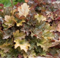 Heuchera Soda Ginger Ale