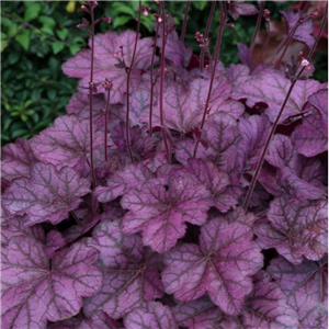 Heuchera Wild Rose