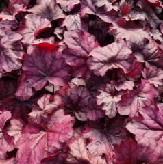 Heuchera Wild Rose