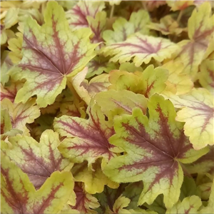 Heucherella Eye Spy