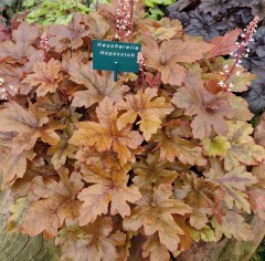 Heucherella Hopscotch