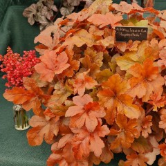 Heucherella Hopscotch