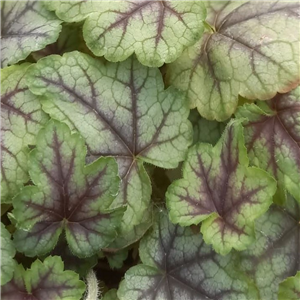 Heucherella Pink Fizz