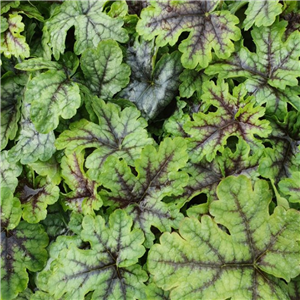 Heucherella Tapestry