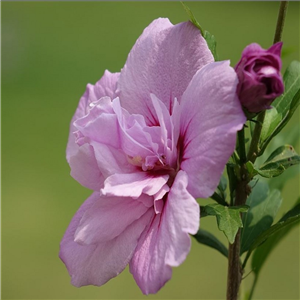 Hibiscus syriacus Ardens