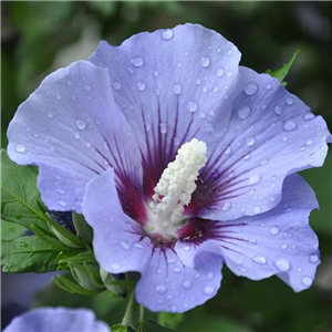 Hibiscus syriacus Marina