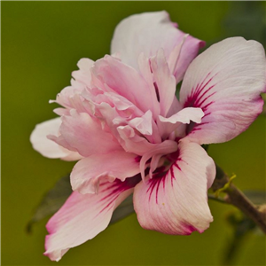 Hibiscus syriacus Duc de Brabant