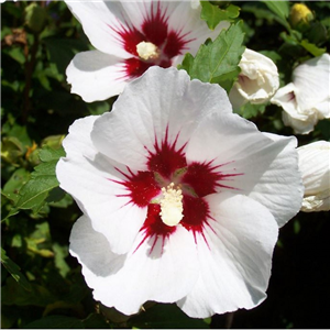 Hibiscus syriacus Hamabo