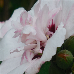 Hibiscus syriacus Speciosus