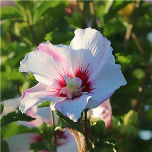 Hibiscus syriacus Leopoldii