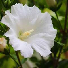 Hibiscus syriacus Tatus Alba