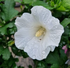 Hibiscus syriacus Tatus Alba