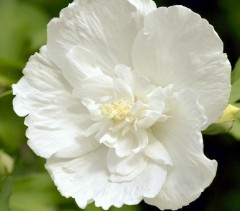 Hibiscus syriacus White Chiffon