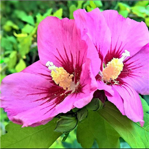 Hibiscus syriacus Woodbridge