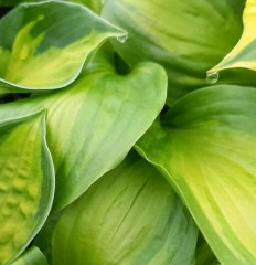 Hosta Adorable